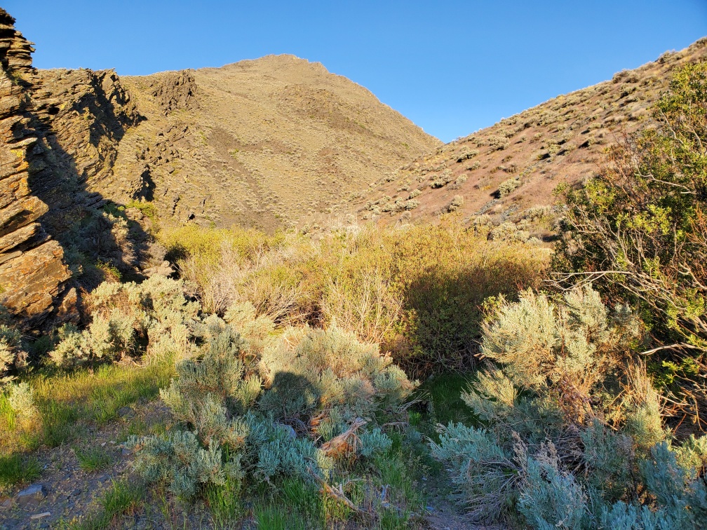 DT-004-2022-05-16. Creek route vegetation